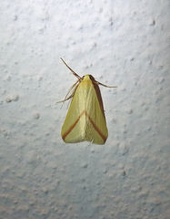 Rhodometra sacraria