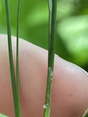 Juncus tenuis