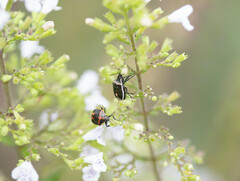 Cosmopepla lintneriana