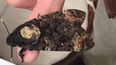 Acherontia atropos