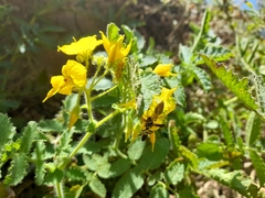 Solanum habrochaites