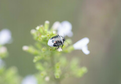 Cosmopepla lintneriana