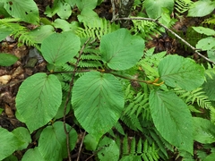 Viburnum lantanoides