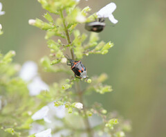 Cosmopepla lintneriana