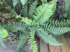 Polystichum munitum