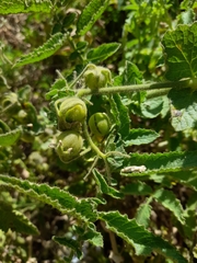 Solanum habrochaites