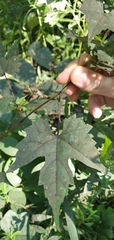 Vitis palmata