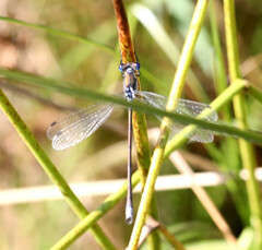 Lestes sponsa