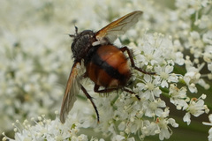 Tachina fera