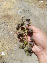 Solanum habrochaites