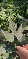 Vitis palmata