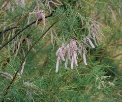 Tamarix ramosissima