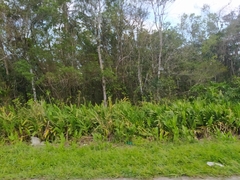 Hedychium coronarium