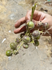 Solanum habrochaites