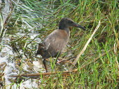 Rallus caerulescens