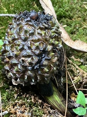 Symplocarpus foetidus