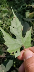 Vitis palmata