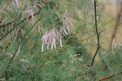 Tamarix ramosissima