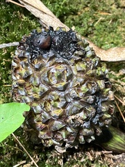 Symplocarpus foetidus