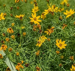 Anthophila