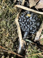 Symplocarpus foetidus