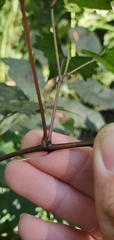 Vitis palmata