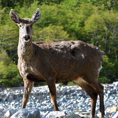 Hippocamelus bisulcus