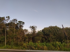 Hedychium coronarium