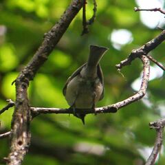 Poecile palustris