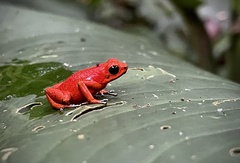 Oophaga pumilio
