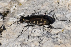 Cicindela haemorrhagica
