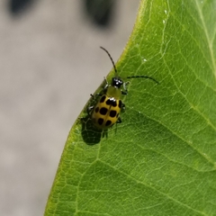 Diabrotica undecimpunctata