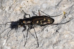 Cicindela haemorrhagica