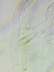 Boletus miniato-olivaceus