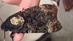Acherontia atropos
