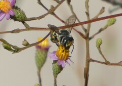 Megachilinae