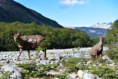 Hippocamelus bisulcus