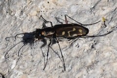 Cicindela haemorrhagica