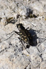 Cicindela haemorrhagica
