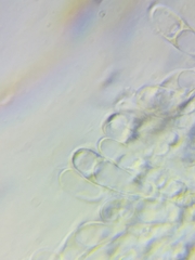 Boletus miniato-olivaceus