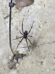 Latrodectus
