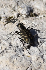 Cicindela haemorrhagica