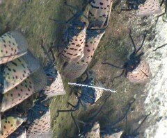 Lycorma delicatula