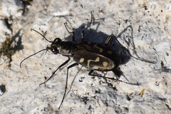 Cicindela haemorrhagica