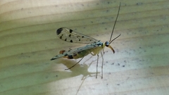 Panorpa germanica