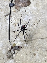 Latrodectus