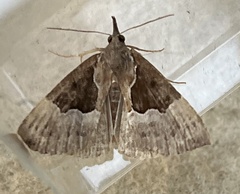 Hypena bijugalis