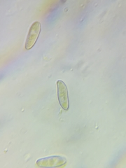 Boletus miniato-olivaceus