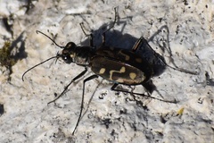 Cicindela haemorrhagica