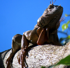 Iguana iguana